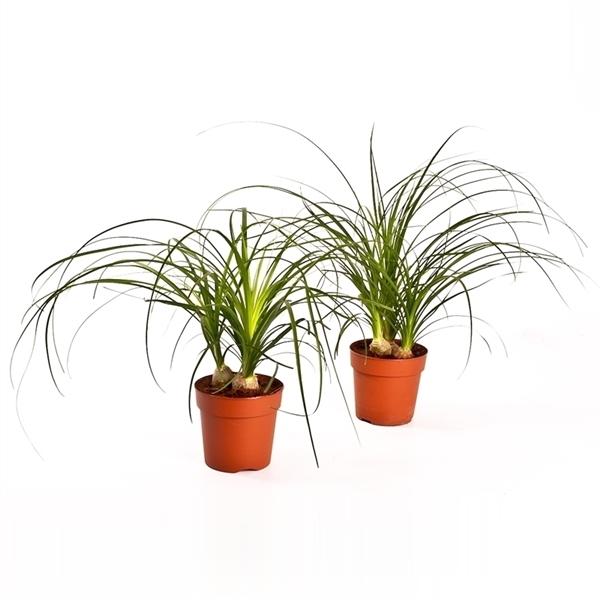 Baby Elefantenfuß Beaucarnea recurvata Flaschenbaum Wasserpalme Zimmerpflanze