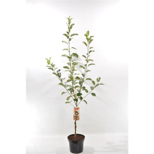 Malus Domestica Elstar Liter Topf- Apfelbaum - Halbstamm - Topfgewachsen - Apfe