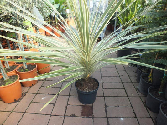 Cordyline Torbay Dazzler 80-100 cm - Cordyline Torbay Dazzler - mrazuvzdorná do -10°C - variegata