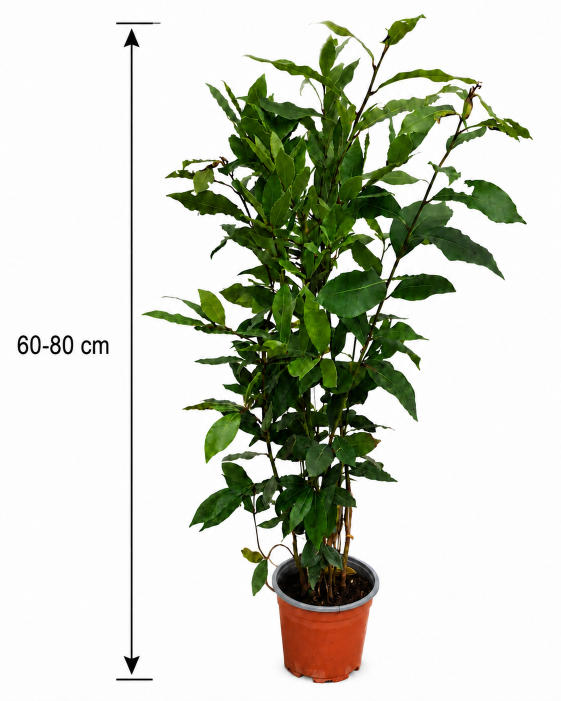 Echter Gewürzlorbeer (Laurus nobilis) – winterhart bis -10 °C, 60–80 cm inkl. Topf – aromatischer Lorbeerbaum für Garten & Küche