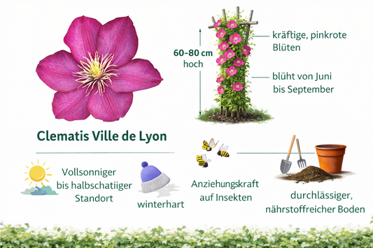 Waldrebe Clematis Ville de Lyon 60–80 cm – Kletterpflanze | Großblumige Clematis, winterhart, Garten & Balkon