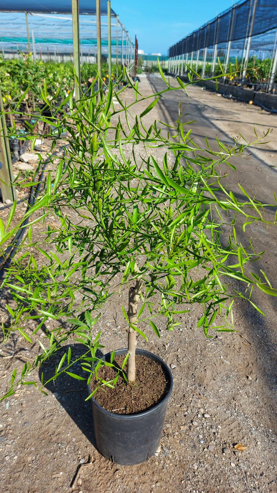 Eremocitrus glauca 70-90 cm - Australische Wüstenlimette Zitruspflanze Zitronenbaum Limette