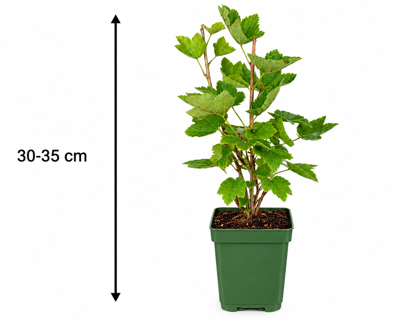 Rote Johannisbeere Jonkheer van Tets 30–35 cm – Ribes rubrum – winterharter Beerenstrauch mit aromatischen roten Früchten