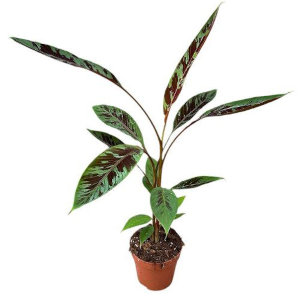 Musa acuminata subsp. zebrina (Zebrina Banana) 80-100 cm – Květináč Ø 17 cm – Exotická pokojová rostlina