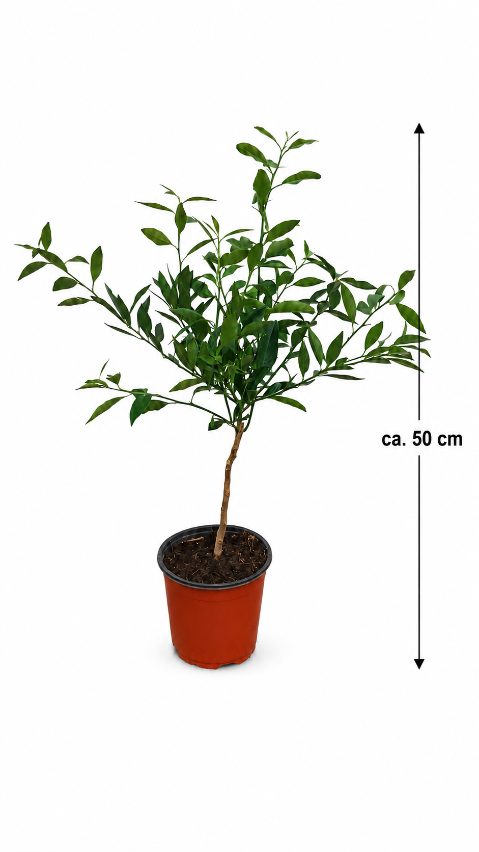 Limequat Floridana Stämmchen ca. 50 cm – Citrus × floridana, italienische Zitruspflanze und Limetten-Kumquat-Hybride