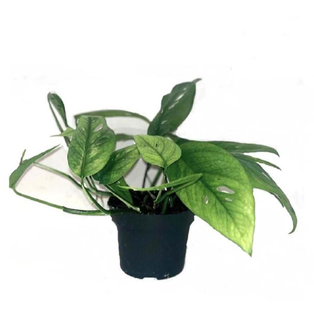 Epipremnum Cebu Blue – Pothos, cca. Květináč 15 cm, Ø 6 cm – Exotická pokojová rostlina, nenáročná na péči, zelená rostlina do domácnosti.