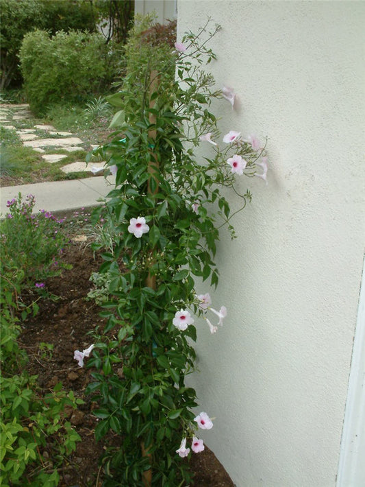 Jasmintrichter 'Pandorea jasminoides' - Bignonia Jasminoides Kletterpflanze 150-200 cm – Australische Schönranke mit rosa Blüten für Garten, Terrasse & Balkon