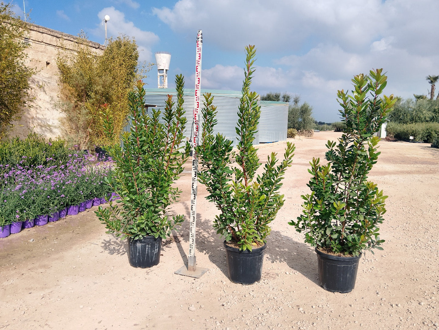 Arbutus Unedo XXL – Erdbeerbaum (Corbezzolo) ca. 170 cm / P40 – Dekorative Pflanze für Garten & Terrasse / VERSANDKOSTENFREI