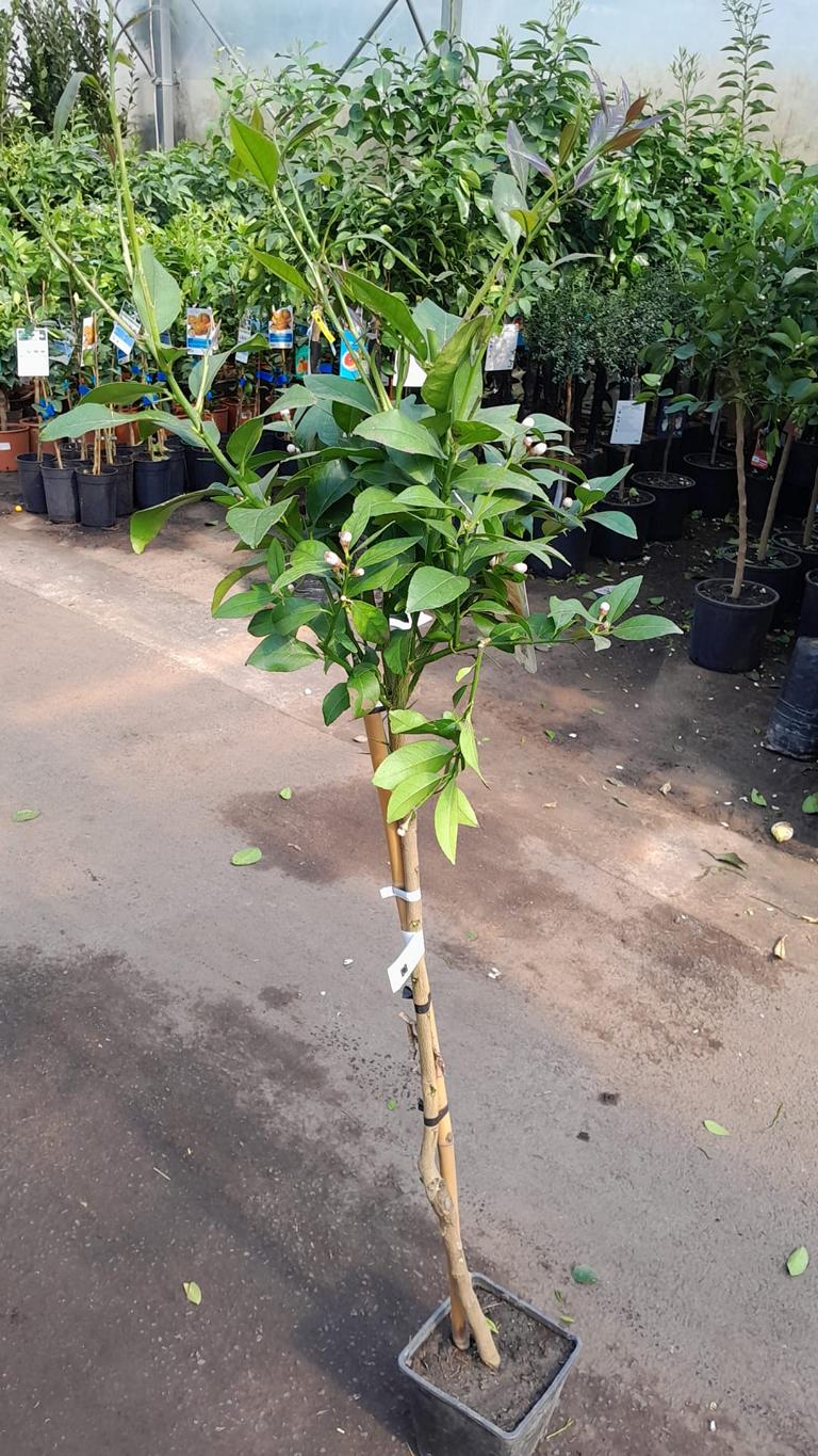 Zitronenbaum Fino 95 (Limonero Fino 95) – Mediterrane Zitruspflanze ca. 100–140 cm inkl. Topf – Echter Zitronenbaum für Garten, Terrasse & Balkon