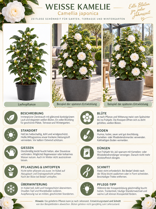 Weiße Kamelie ca. 50 cm – Camellia, immergrüne Blütenpflanze für Garten, Terrasse und Kübel