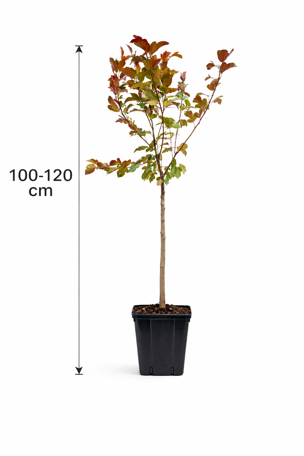 Zierapfel 'Liset' 100–120 cm – Winterharter Zierapfelbaum mit rosa Blüte & roten Früchten | Malus Liset im Topf