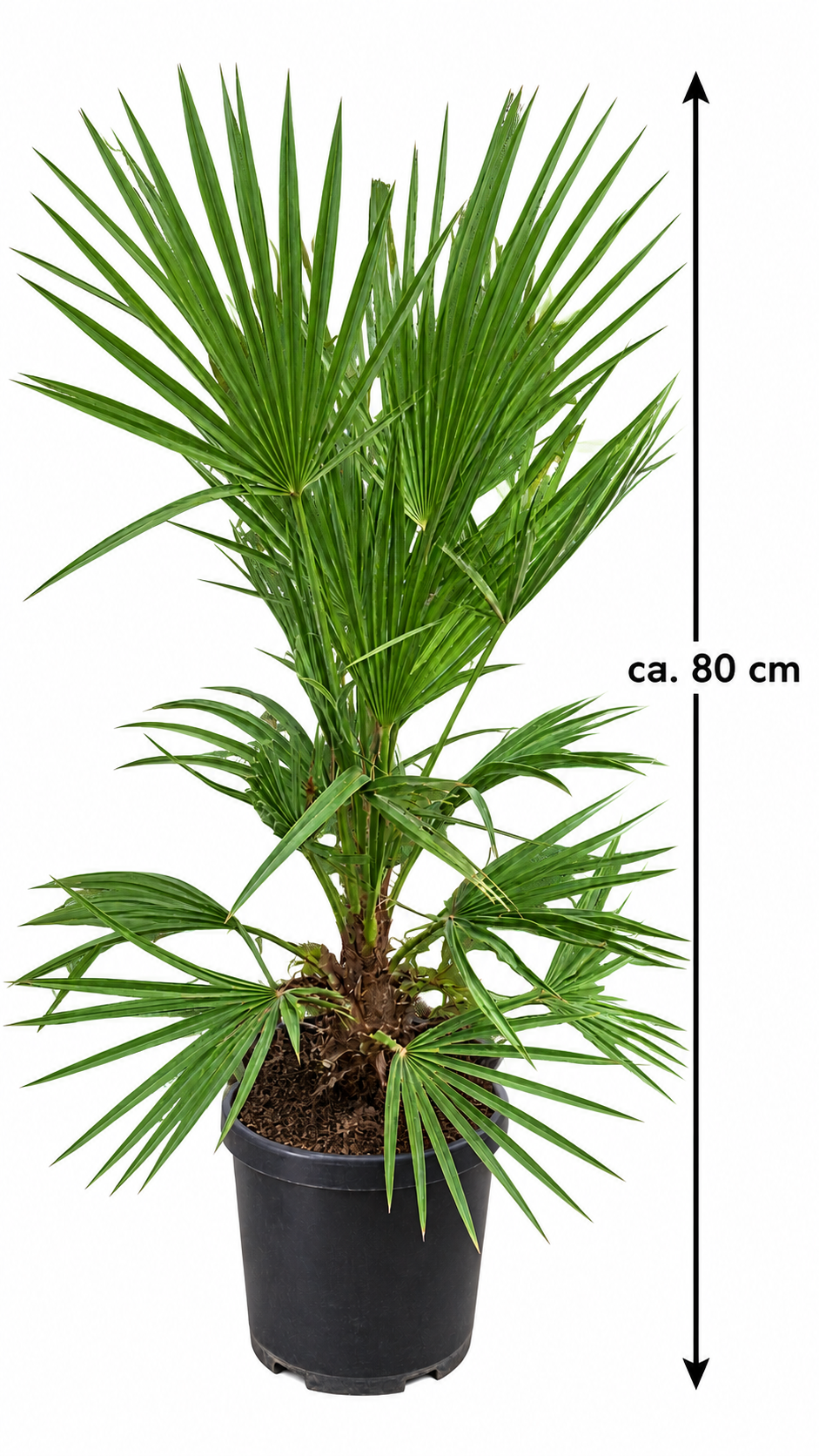 Zwergpalme ‘Vulcano’ – Chamaerops humilis – kompakte, immergrüne Fächerpalme für Balkon & Terrasse – ca. 80 cm inkl. Topf