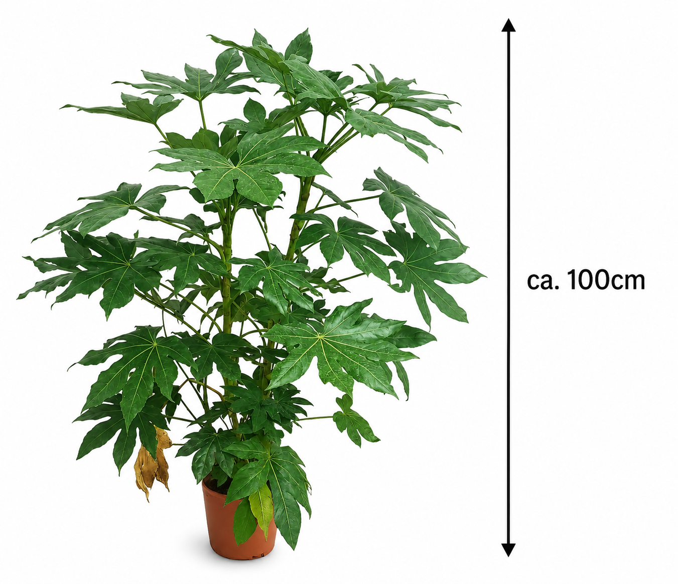Zimmeraralie ca. 100 cm Fatsia japonica Zimmerpflanze