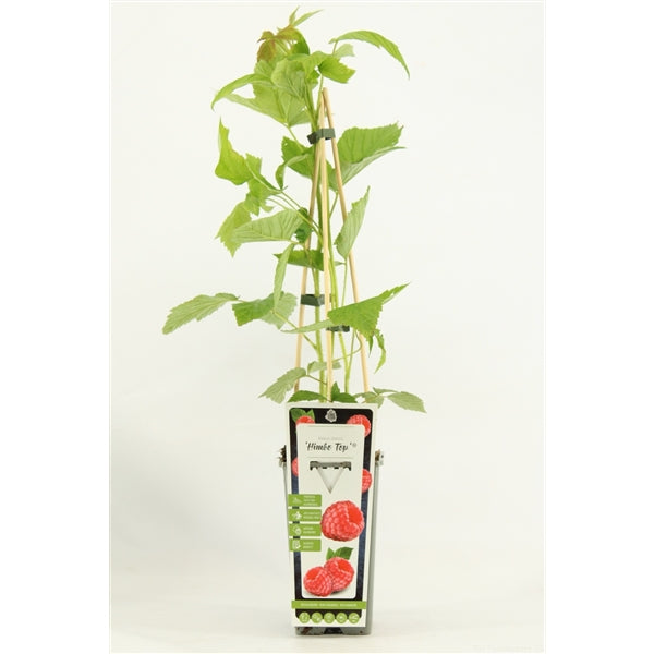 Rubus idaeus 'Himbo Top – Ertragreiche Himbeerpflanze 60-70 cm für Deinen Garten“