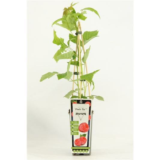 Prunus Armeniaca - Aprikose 100-130 cm – Frische Fruchtpflanze für Deinen Garten