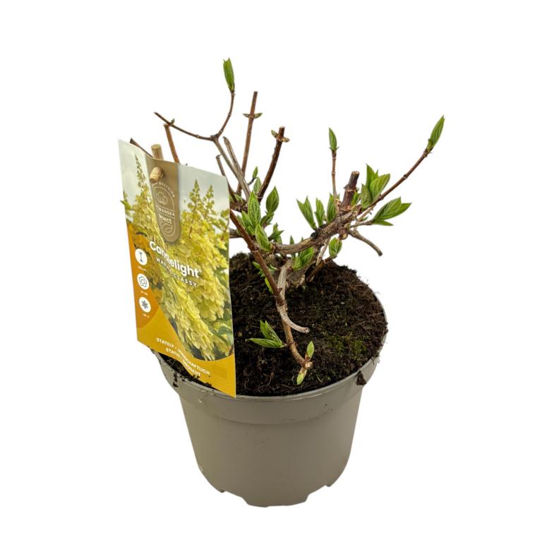 Rispenhortensie 'Candlelight' – Hydrangea paniculata im 3L Topf | Sommerblühender Zierstrauch für Garten & Kübel