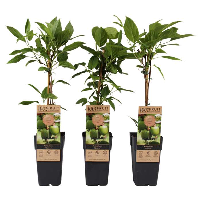 Mini-Kiwi / Kiwibeere ‚Geneva‘ (Actinidia arguta) – winterharte Kletterpflanze, 30–50 cm