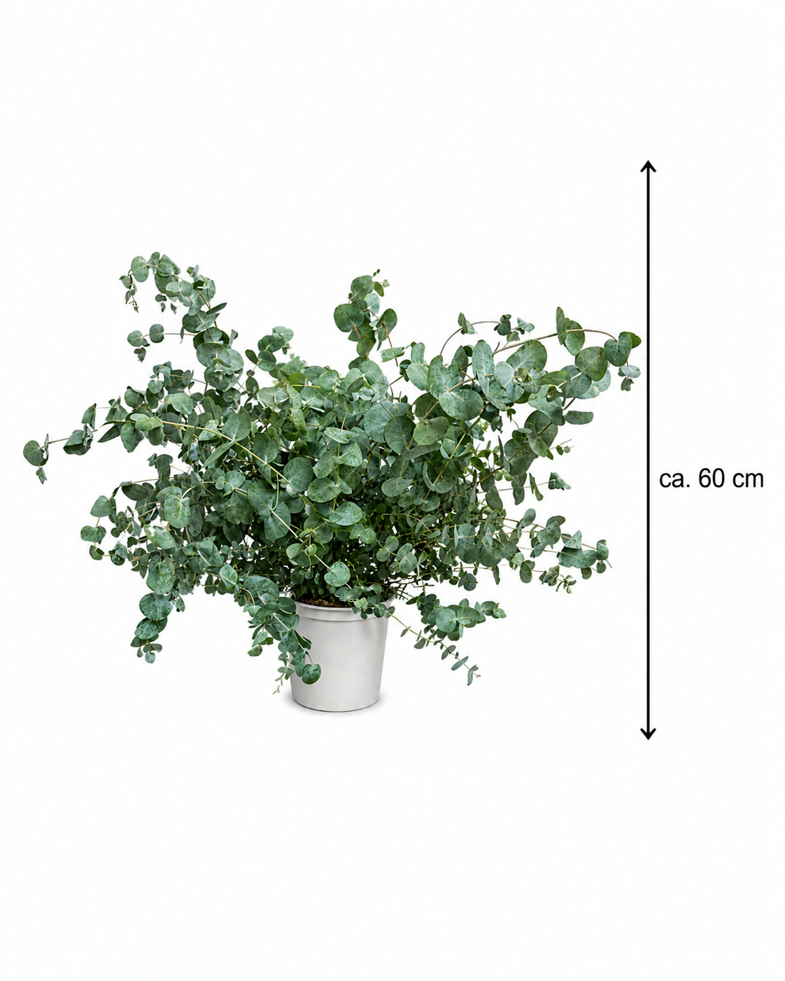 Eukalyptus Silver Dollar ca 60 cm Zimmerpflanze Duft Eukalyptus Pflanze winterhart bedingt Zierpflanze im Topf