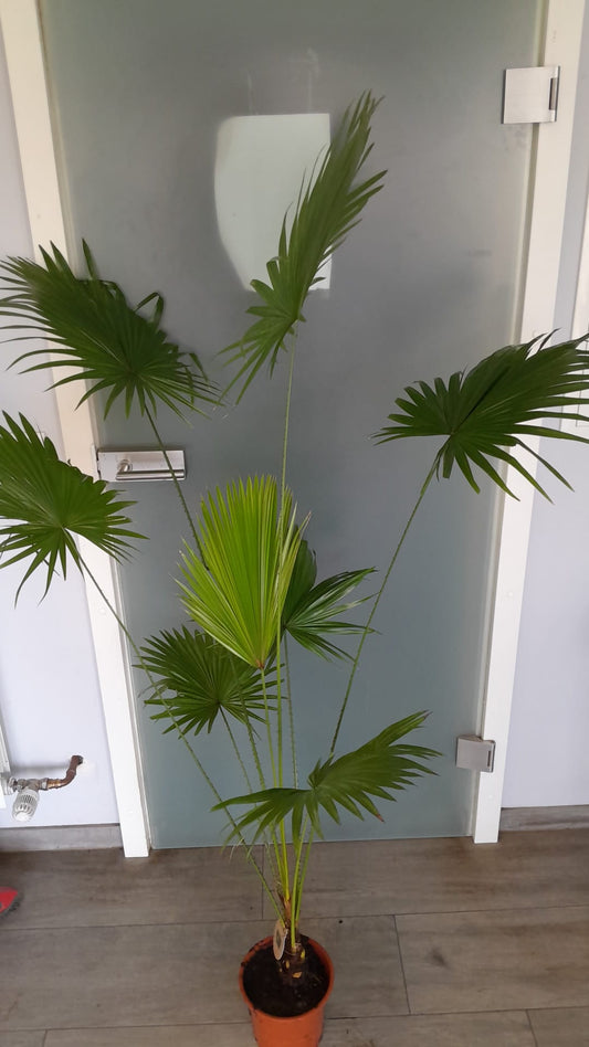 Livistona rotundifolia – vějířová palma cca. 140–160 cm | Exotická pokojová rostlina, tropická a nenáročná na péči