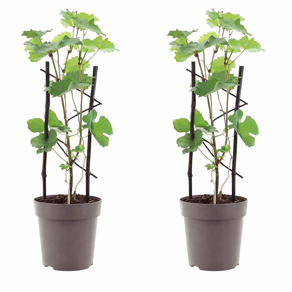 2 červené stolní hrozny 'Boskoop Glory' (Vitis vinifera) – mrazuvzdorná réva, 30–50 cm včetně květináče, aromatické hrozny do zahrady a na terasu