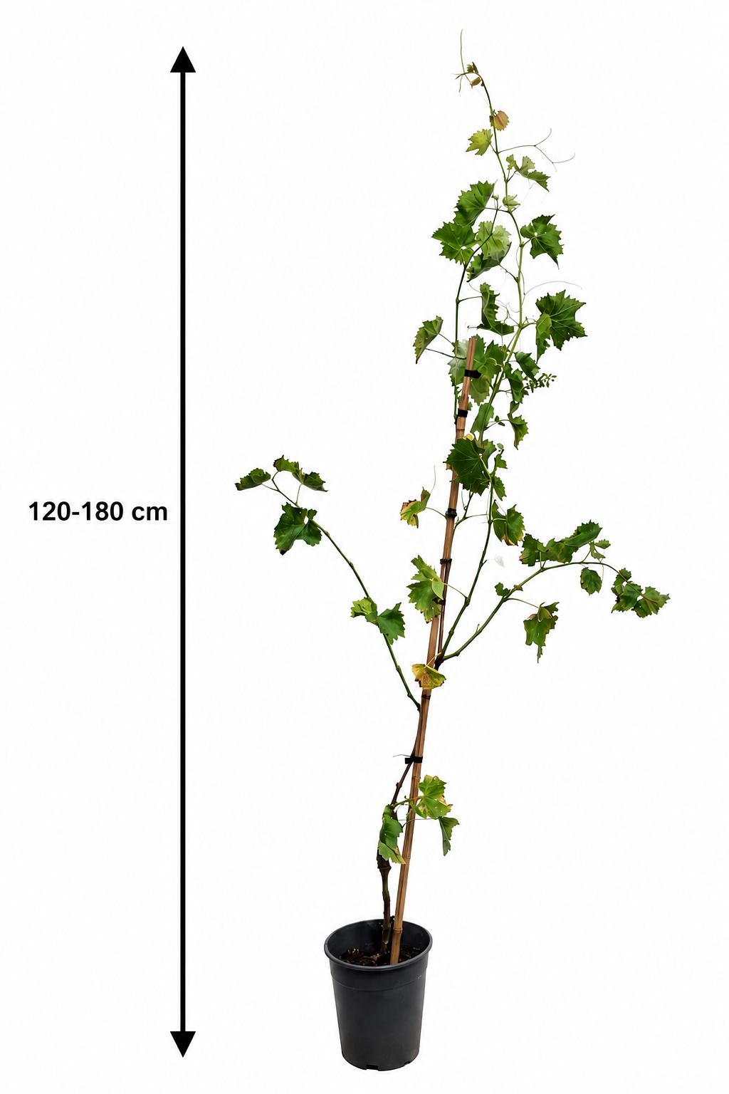 Vitis vinifera 'Early Campbell' Weinrebe (Tafeltraube) 120–180 cm – Ertragreiche Rebe, winterhart, süße Trauben für Garten & Terrasse