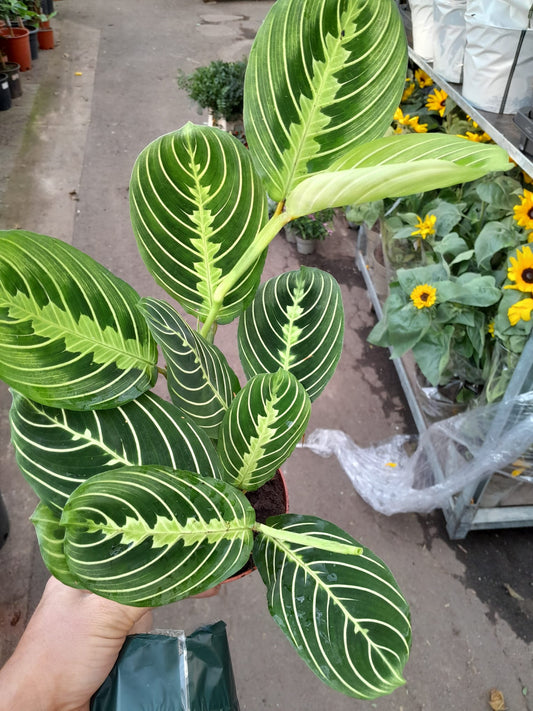 Maranta Leuconeura 'Lemon Lime' cca. 30 cm - limetkově zelená maranta - pokojová rostlina