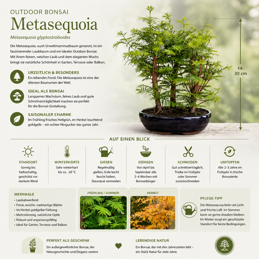 Outdoor Bonsai Urweltmammutbaum (Metasequoia) ca. 30 cm – winterhart, pflegeleicht, Mini Baum für Garten & Balkon