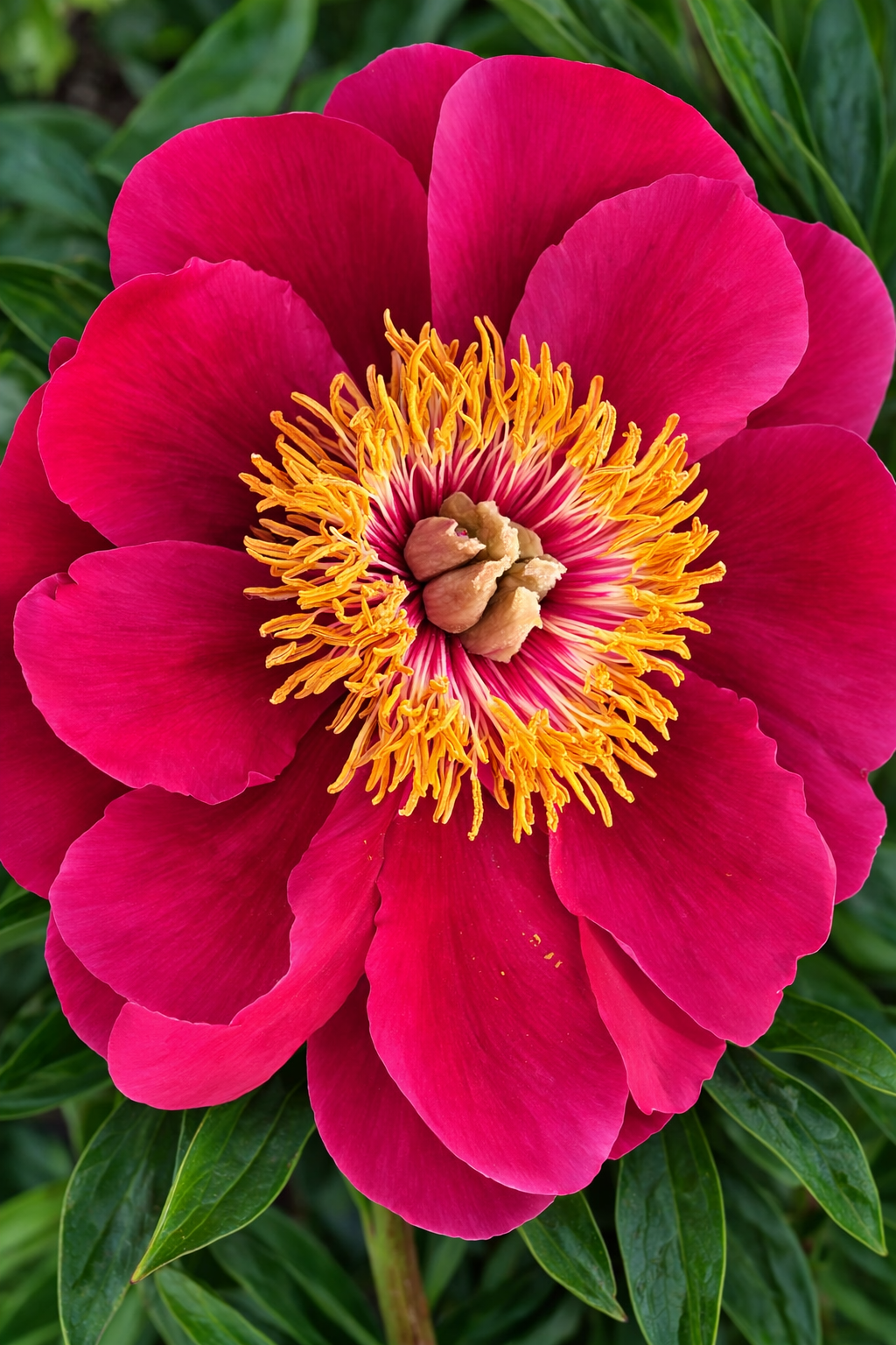 Paeonia Paula Fay – Frühblühende Edelpfingstrose | Stauden-Pfingstrose rosa | winterharte Gartenpfingstrose im 1 L Topf