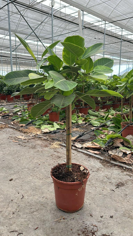 Ficus elastica variegata „Altissima“ – Gummibaum Stämmchen 80–100 cm | Exklusive Zimmerpflanze mit dekorativen panaschierten Blättern