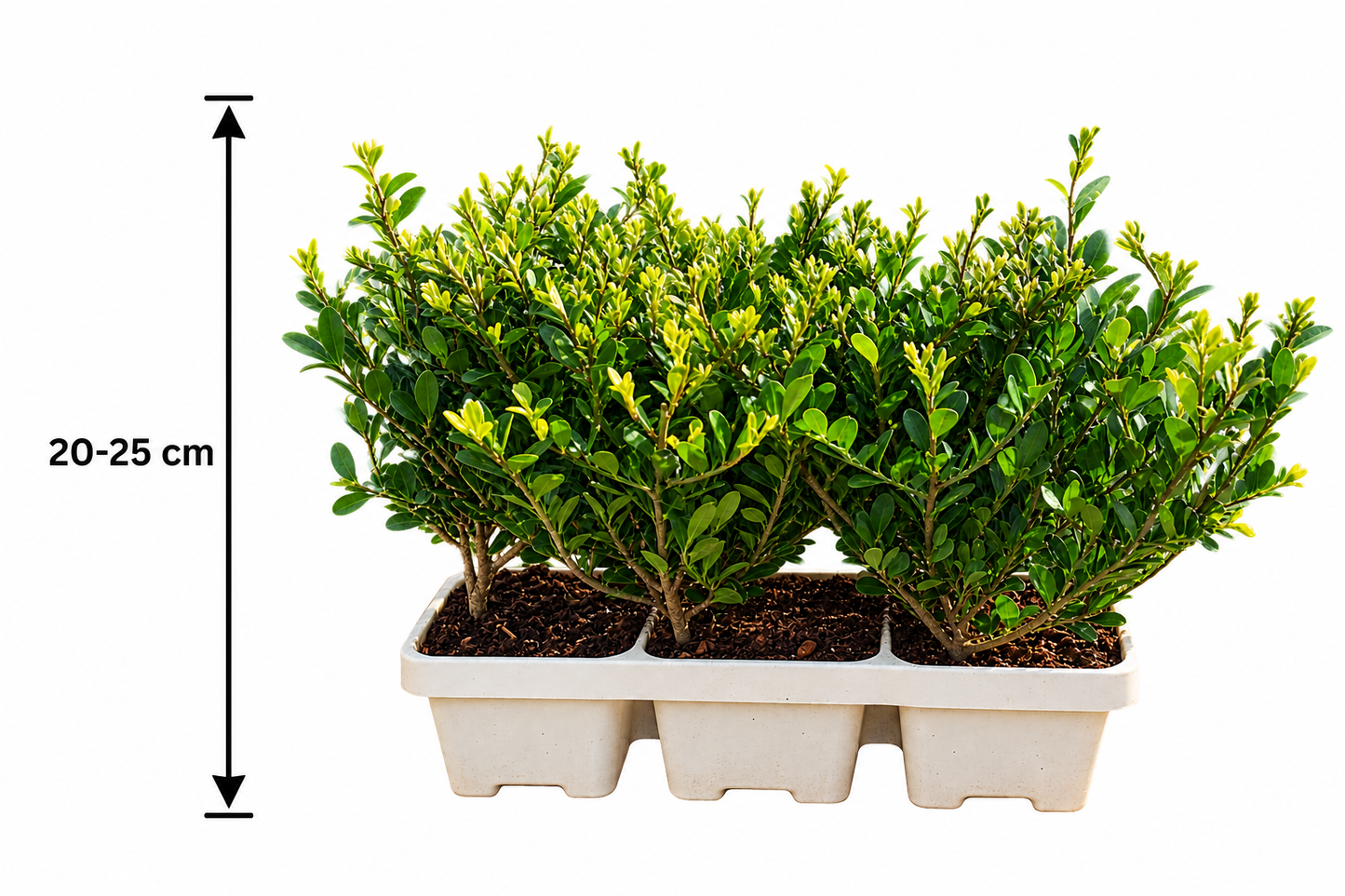 Ilex crenata ‘Jenny’ 6er-Set 20–25 cm – Japanische Stechpalme als immergrüne Heckenpflanze und Buchsbaum-Ersatz