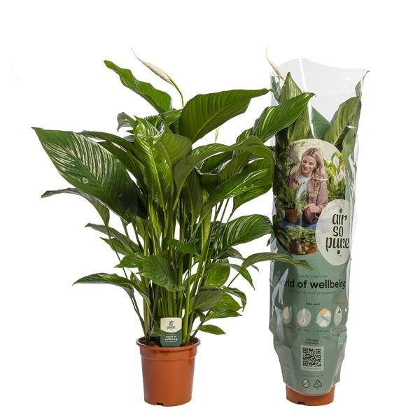 Spathiphyllum 'Sweet Lauretta' Lily míru cca. 100 cm Snadno udržovatelná pokojová rostlina čistící vzduch pro zdravé vnitřní klima