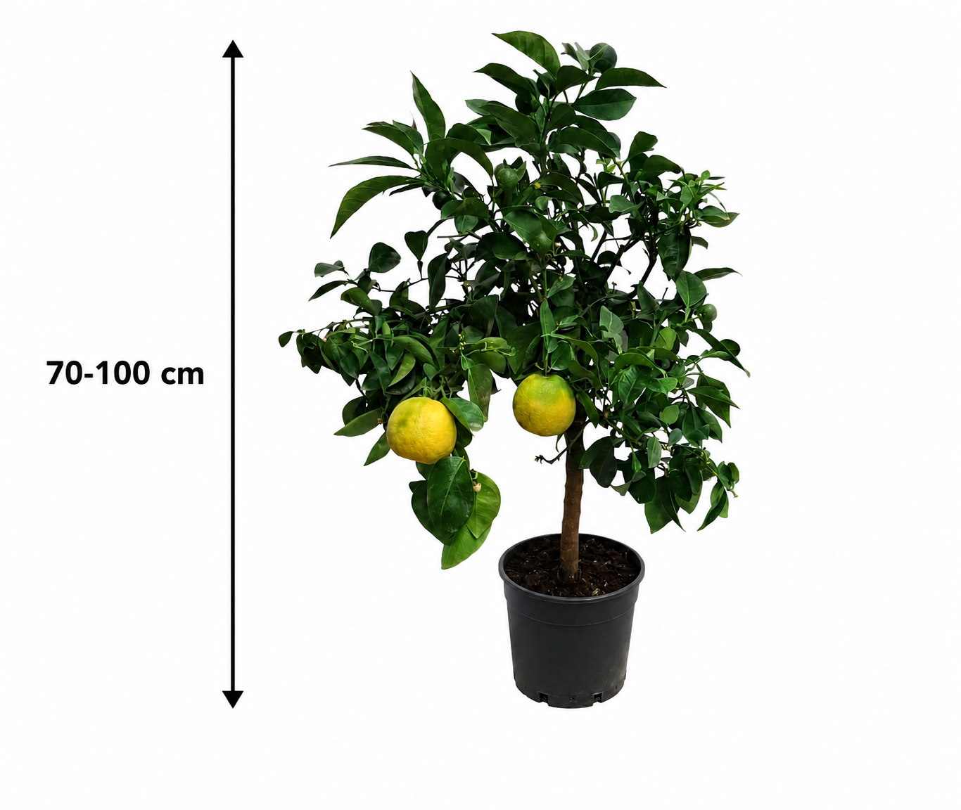 Bitterorange (Citrus aurantium) 70–100 cm – Bitterorangenbaum, Pomeranze, Zitrusbaum mediterran im Topf