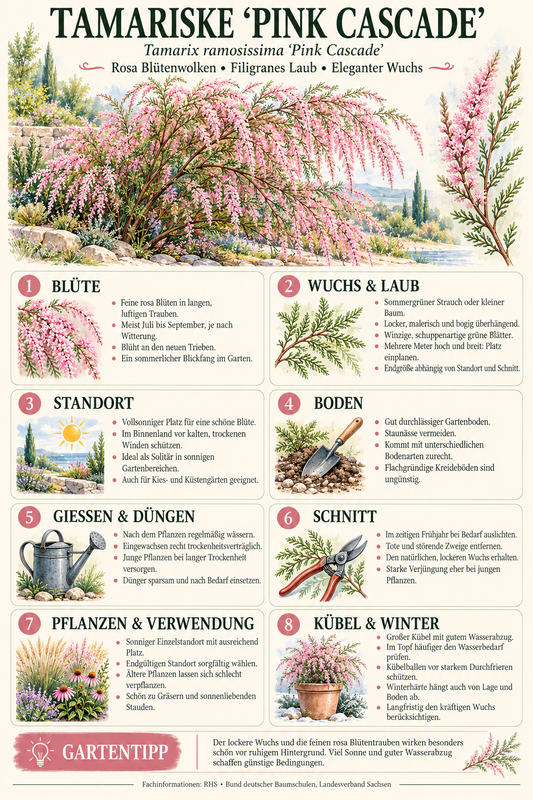 Tamariske ‘Pink Cascade’ – Sommer-Tamariske mit rosa Blüten – winterharter Zierstrauch – ca. 200 cm inkl. Topf