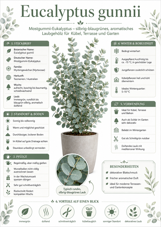 Eucalyptus Cinerea Silver Dollar ca 60 cm Silber Eukalyptus Pflanze Duft Eukalyptus Zimmerpflanze winterhart bedingt