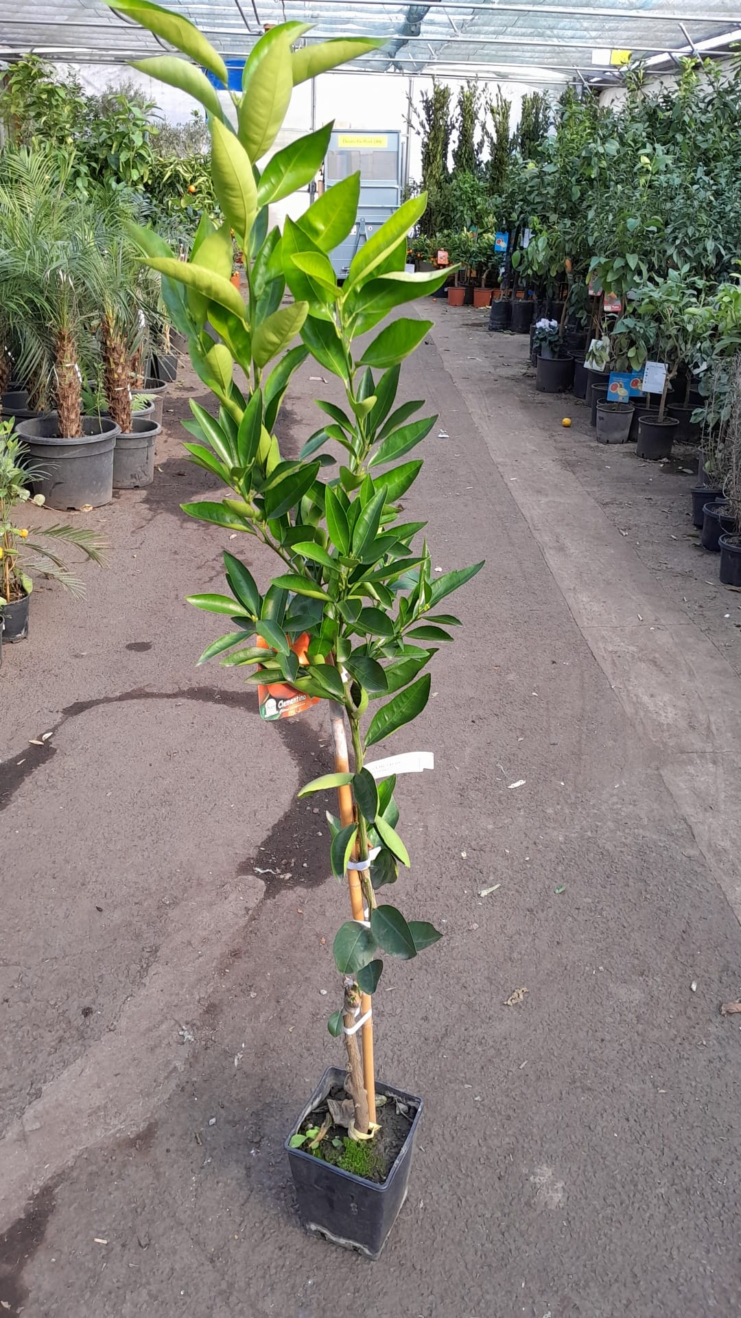 Zitronenbaum Clementine Spinoso (120-150 cm) – Süße Clementine für deinen Garten