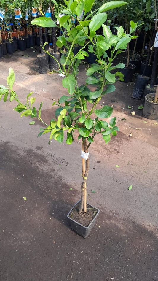 Citroník 'Zagara Bianca' – Citrus x limon, 100–140 cm, vonné bílé květy a jedlé citrony