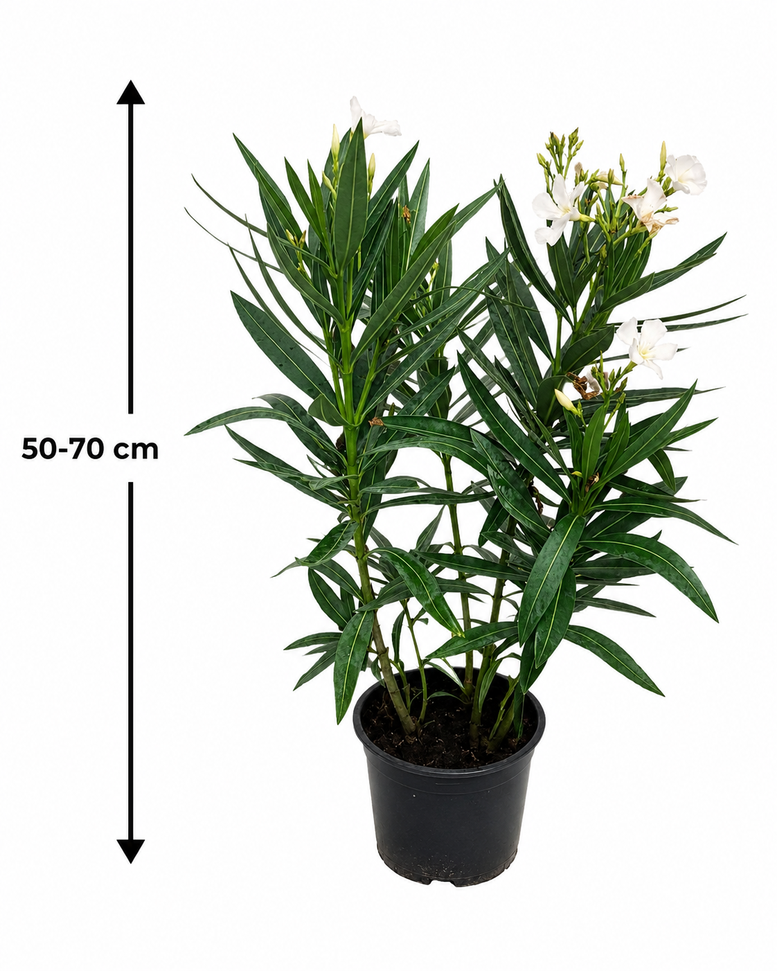 Oleander Weiß 50-70 cm Nerium Oleander weiß Einfachblüte Mediterrane Kübelpflanze Wintergarten Terrasse Balkon