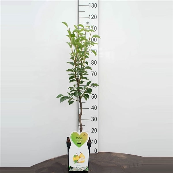 Pyrus communis 'Gellerts Butterbirne' / 'Beurré Hardy' 100-120 cm Herbstbirne