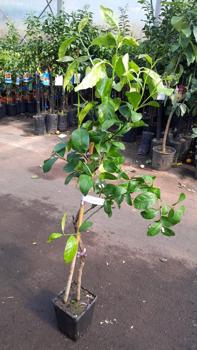 Citroník 'Interdonato' 100–140 cm vč. květináč – Pravý citroník na terasu a balkon