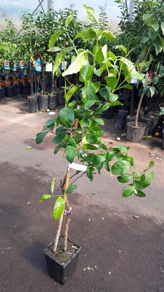 Citroník 'Interdonato' 100–140 cm vč. květináč – Pravý citroník na terasu a balkon