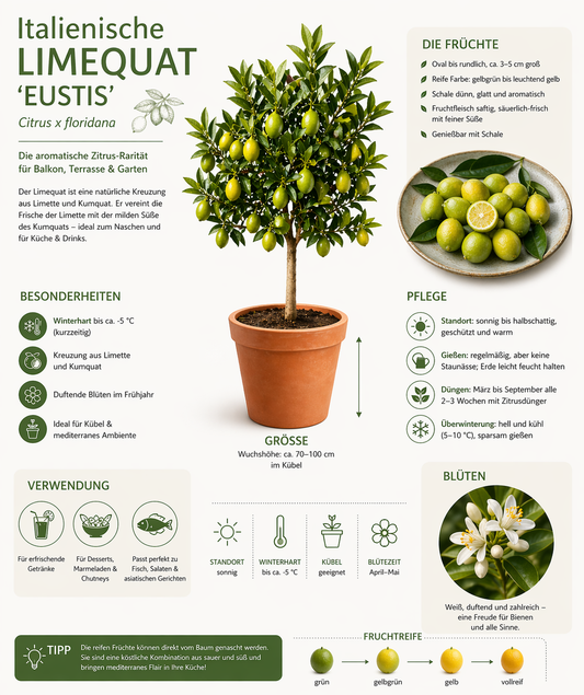 Italienische Limequat Eustis 70-100 cm – Citrus x floridana | Zwerglimette Zitrusbaum winterhart Kübelpflanze