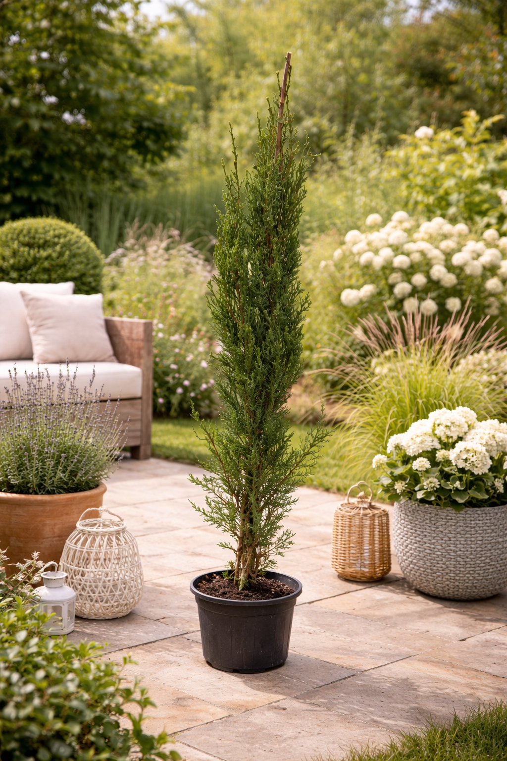 Mittelmeer-Zypresse Cupressus sempervirens Säulen-Zypresse Echte Zypre