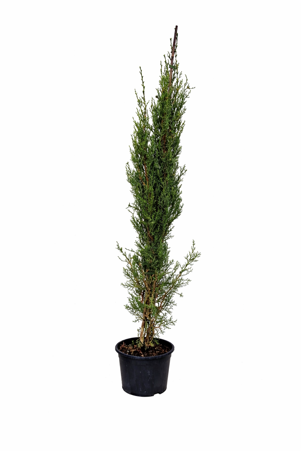 Mittelmeer-Zypresse Cupressus sempervirens Säulen-Zypresse Echte Zypresse