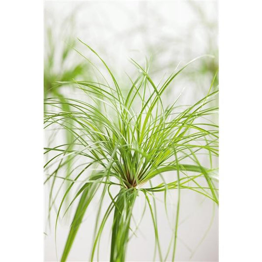Cyperus - Papyrusová tráva - Vodní palma - Papyrusová tráva - Vodní rostlina - Bahenní rostlina