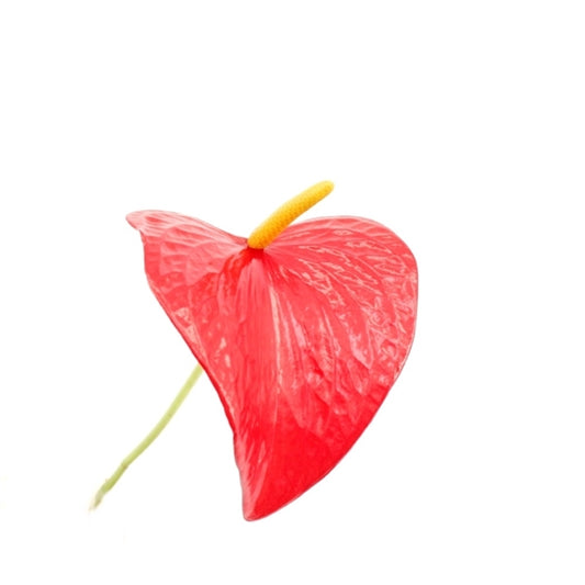 Rote Flamingoblume (Anthurium andraeanum 'Red Bull') – Exotische Zimmerpflanze, 50-60 cm, langlebig & pflegeleich