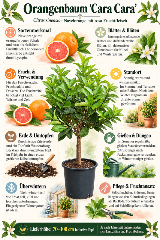 Orangenbaum ‘Cara Cara’ – Citrus sinensis, süße Navelorange mit rosa Fruchtfleisch für Balkon & Terrasse – 70–100 cm inkl. Topf