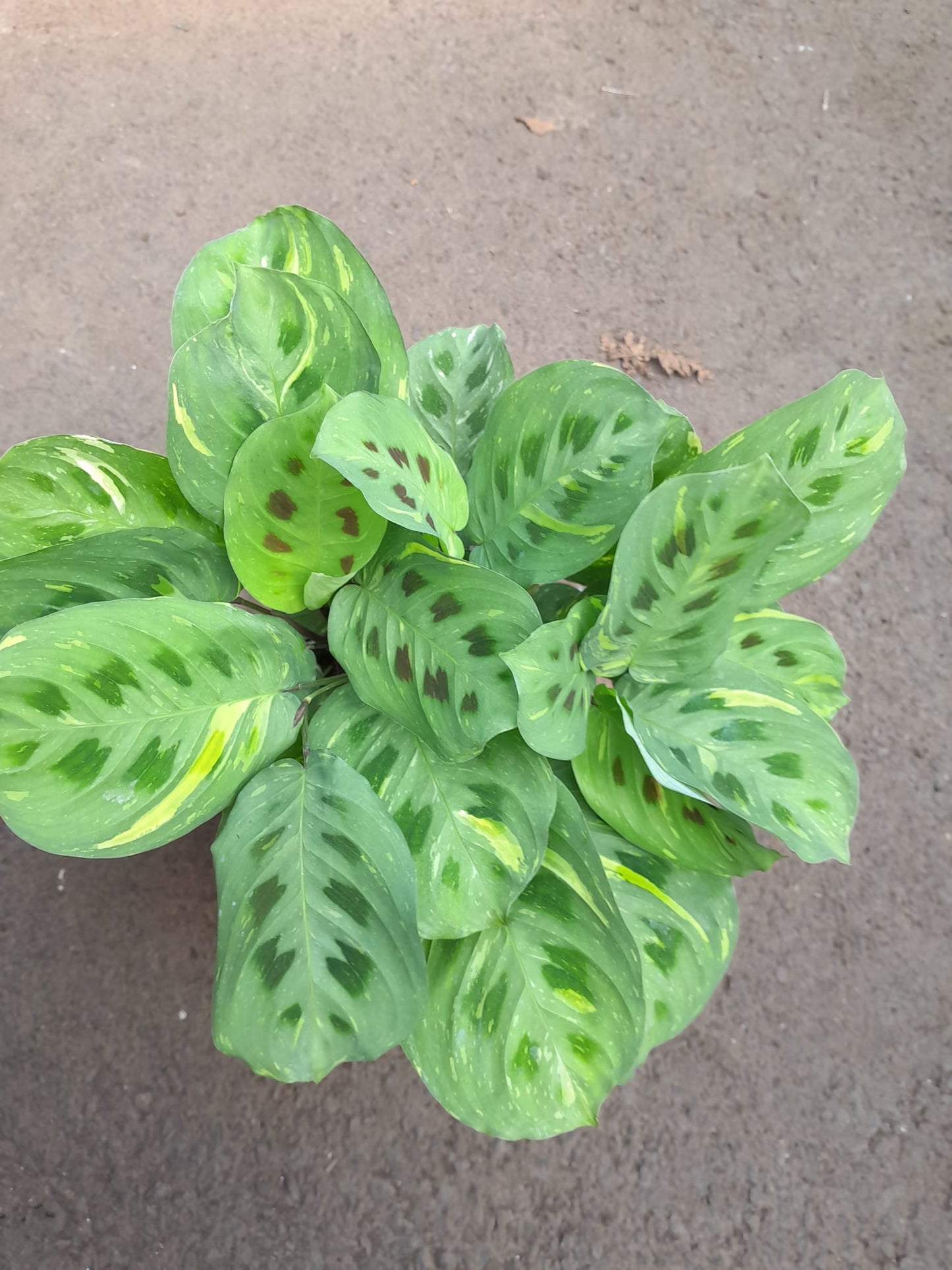 Maranta leuconeura 'Fantasy' cca. 30 cm Arova kořen - Pokojová rostlina - Listnatá rostlina