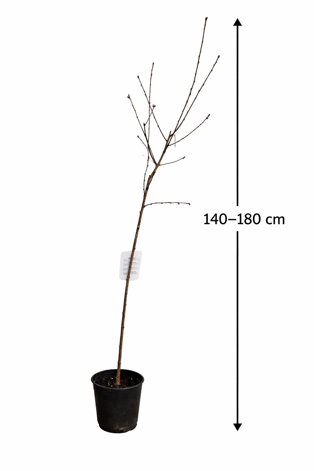 Prunus persica Red Haven Pfirsichbaum 140-180 cm winterhart saftiger Pfirsichbau