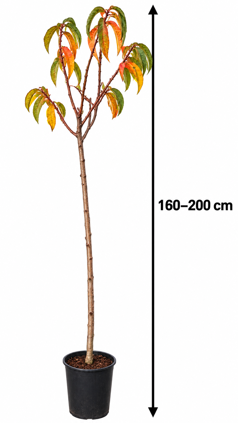 Prunus persica Baby Gold 170-200 cm / kmen 80-100 cm - Broskev - Ovocný strom