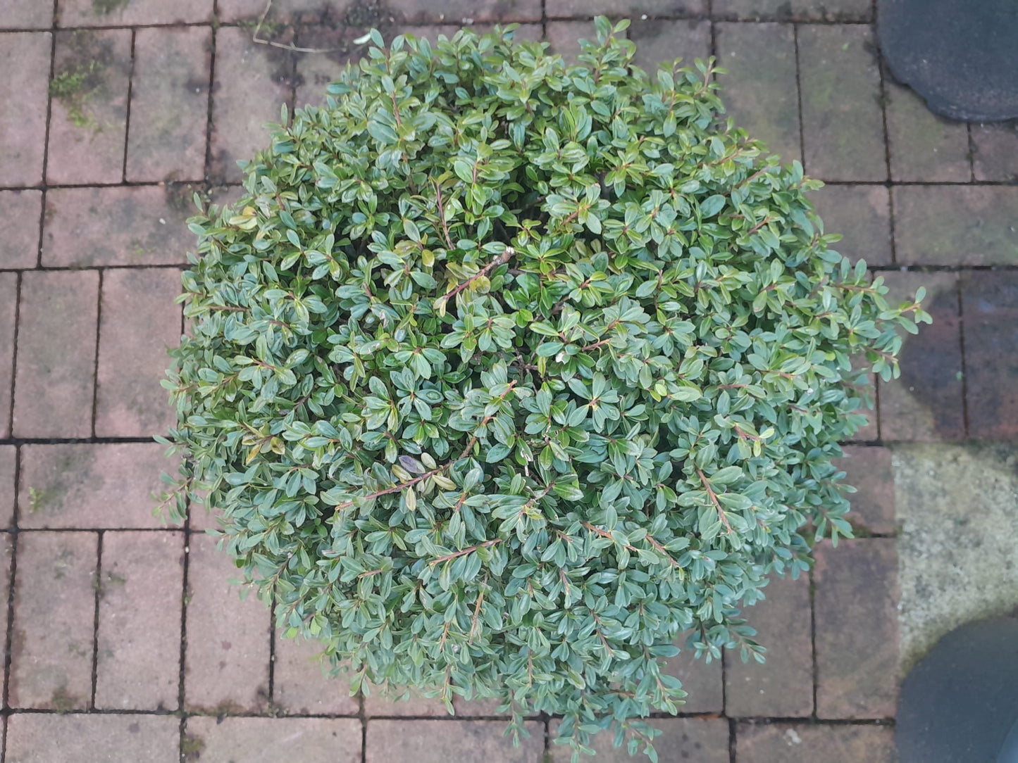 Ilex crenata 'Green Glory' Kugel 40 cm Ø - Stechpalme Heckenpflanzen - Idealer Buchsbaum-Ersatz
